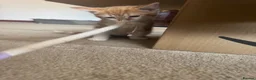 Mixed Breed cats for sale: Lovely kittens ready NOW!! - Advert 6