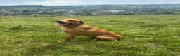 Labrador Retriever dogs for sale: Shiny Red Labrador Pups!  - Advert 23