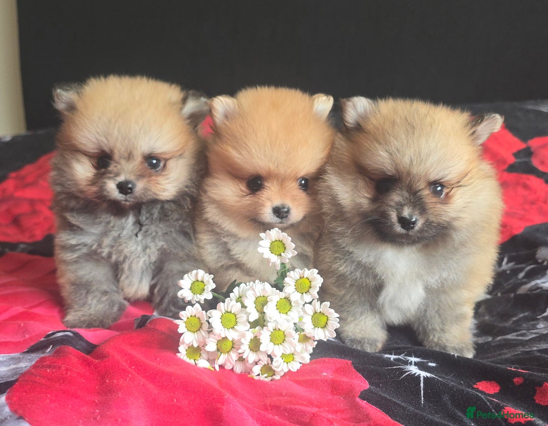 Pomeranian dogs for sale: 🔥XXXS🔥Pomeranian puppies🔥KC reg🔥for sale🔥 - Image 5