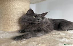 Maine Coon cats for stud: Marley available for stud duties!  - Image 5