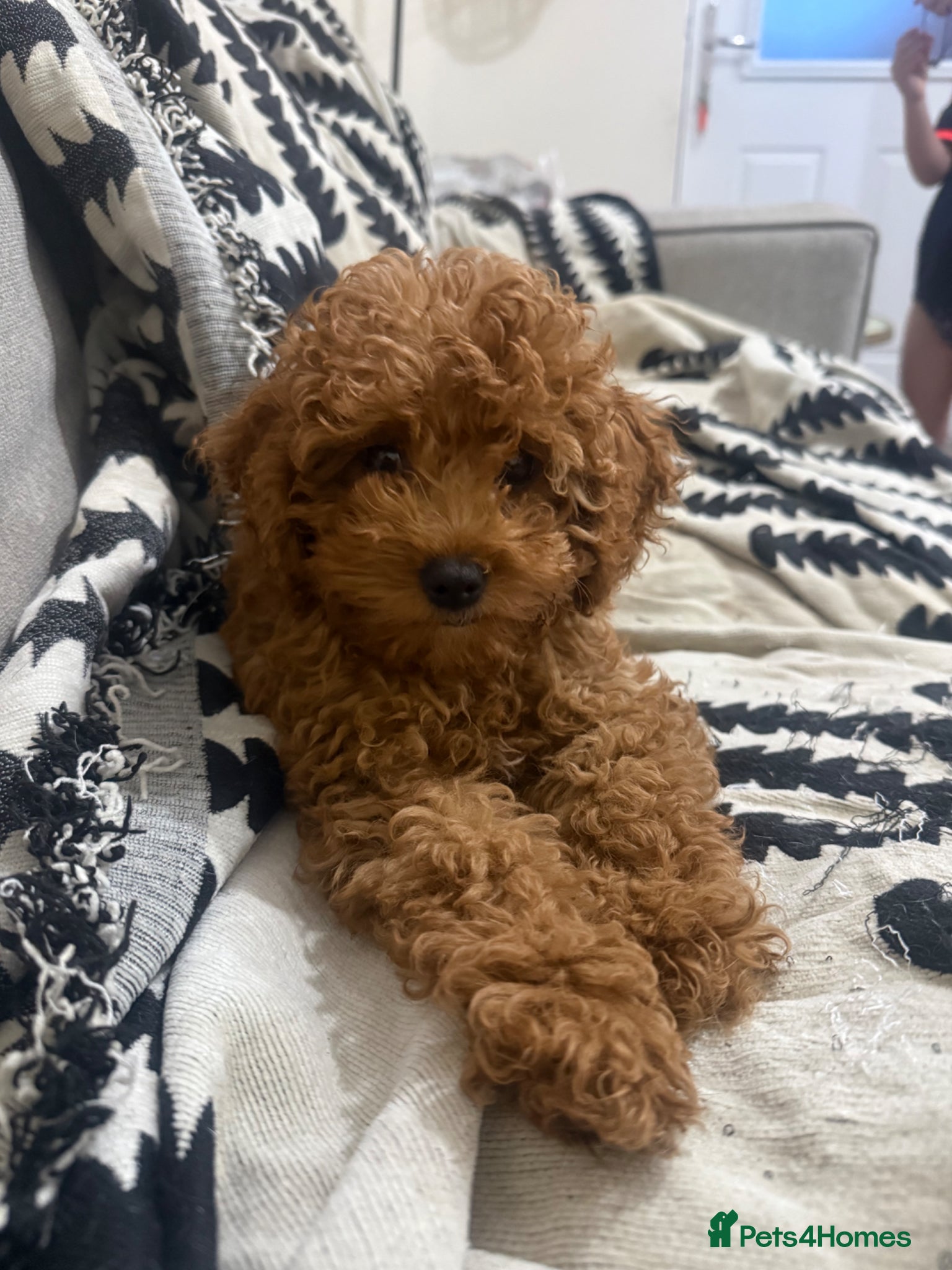 Cavapoo dogs Gorgeous female cavapoo puppy (pick of the litter) - Advert 12