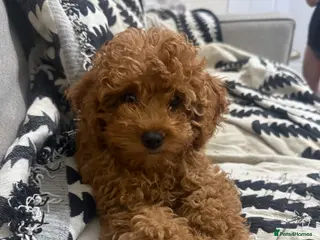 Cavapoo dogs Gorgeous female cavapoo puppy (pick of the litter) - Advert 1