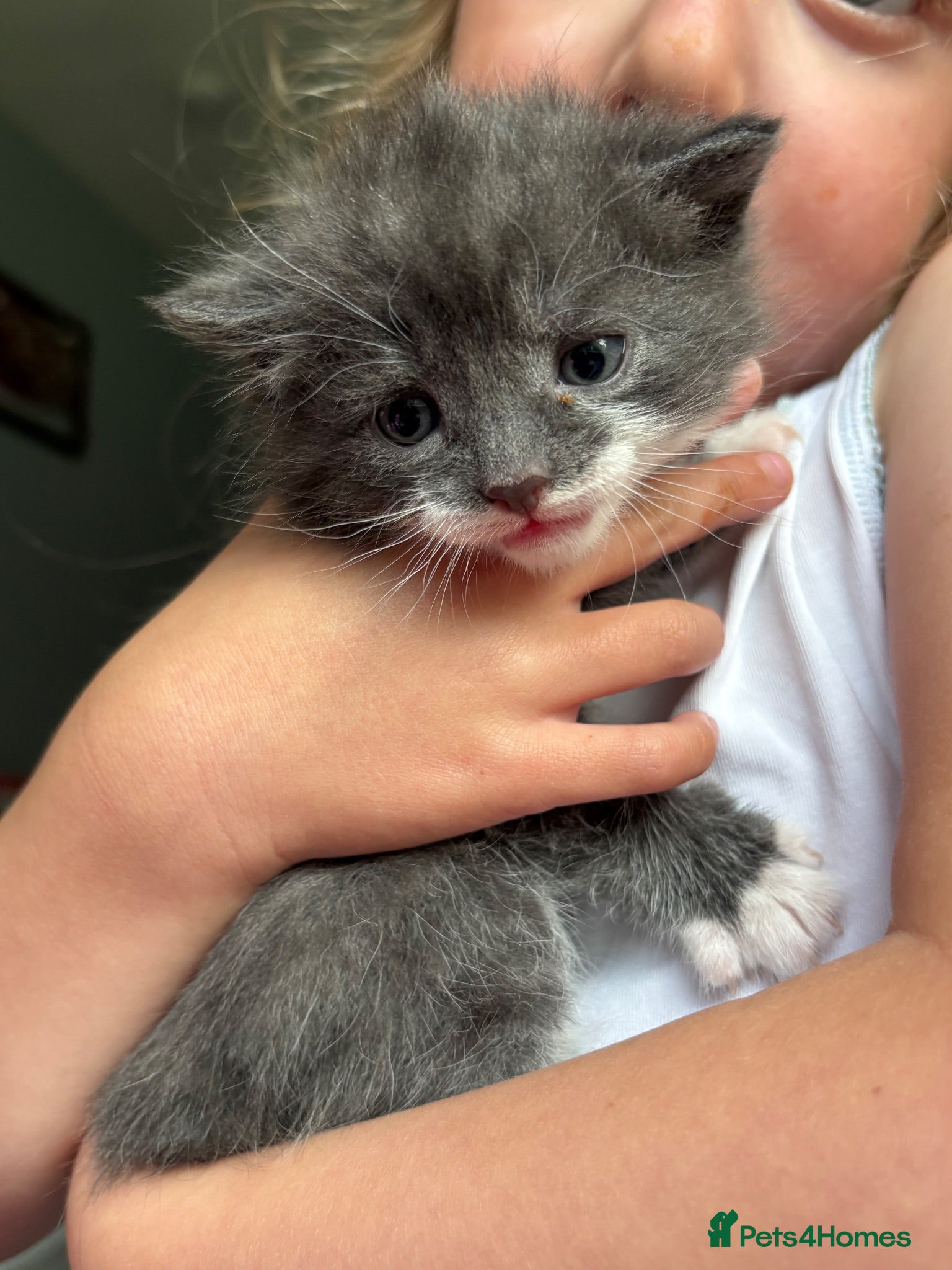 Mixed Breed cats Female kitten  - Advert 2