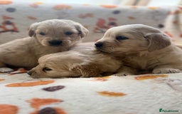 Golden Retriever dogs for sale: 🐾 Adorable 5-Week-Old Golden Retriever Puppies 🐾 - Image 1