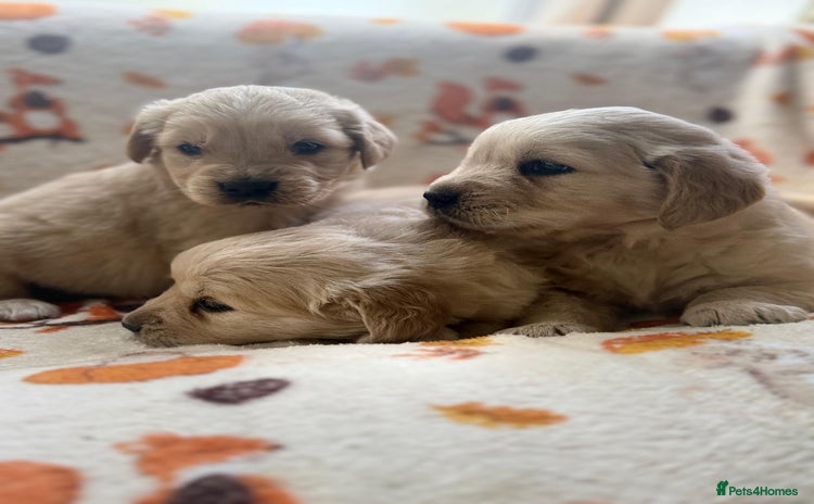 Golden Retriever dogs - Advert 3