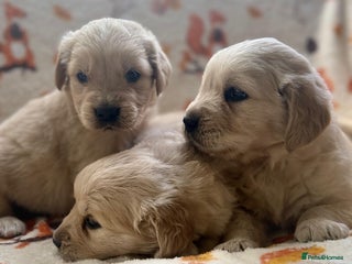 Golden Retriever dogs - Advert 9