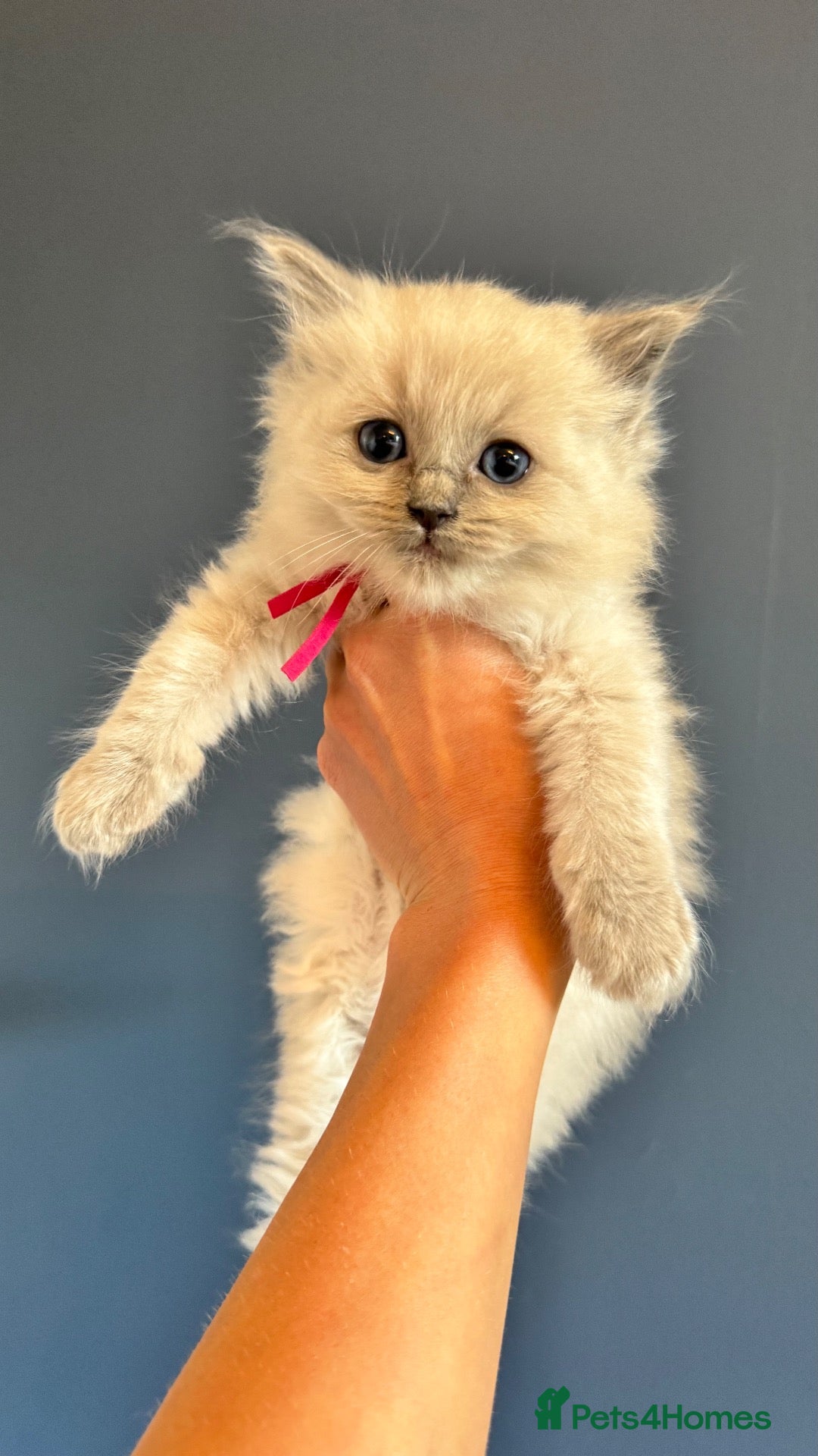 Ragdoll cats Pedigree Mink Ragdoll Kittens - Advert 2
