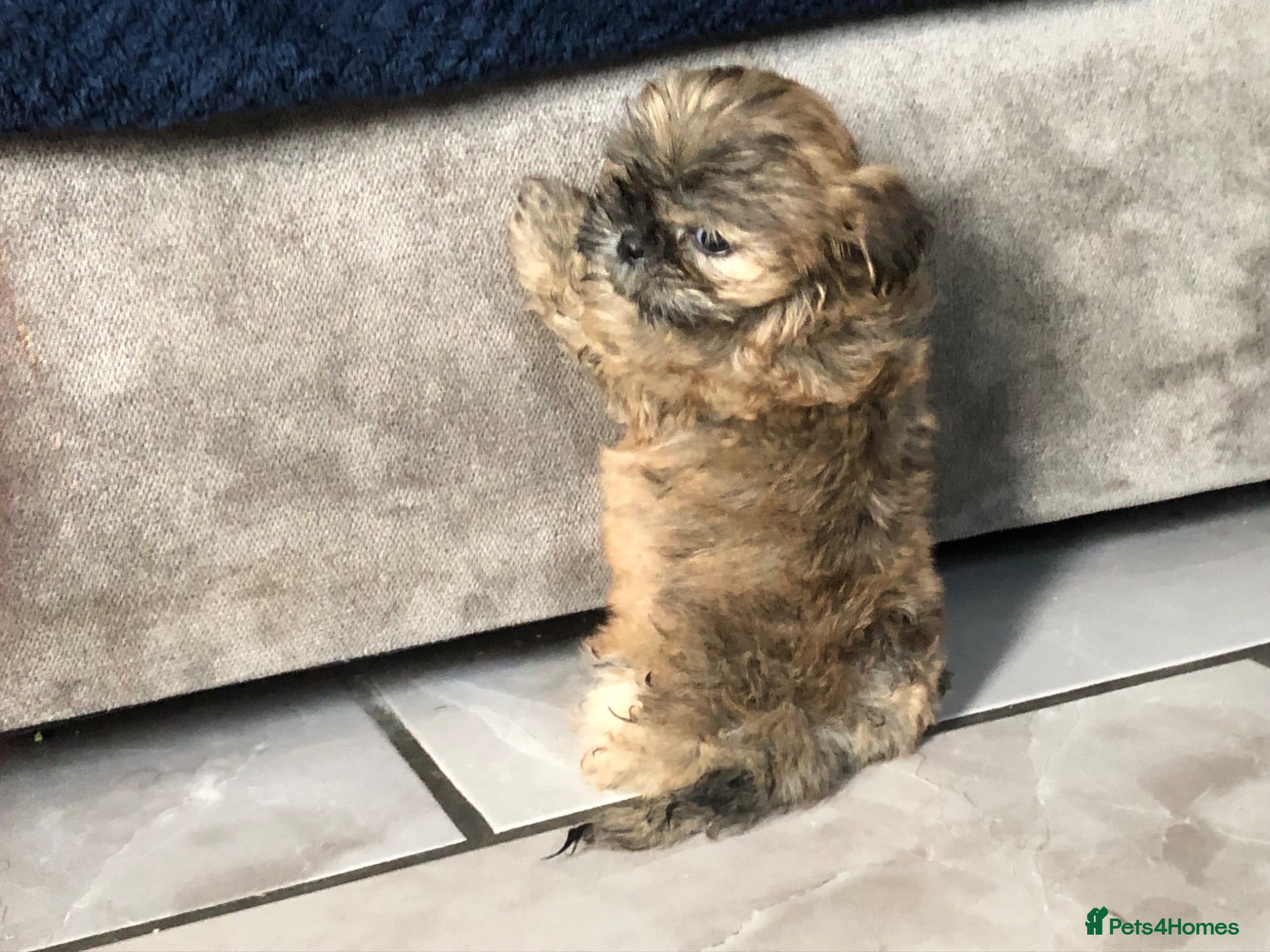 Shih Tzu dogs 6 beautiful shih tzu puppies for sale  - Advert 12