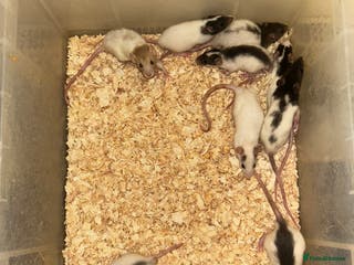 Rat rodents Fancy/dumbo rats - Advert 6