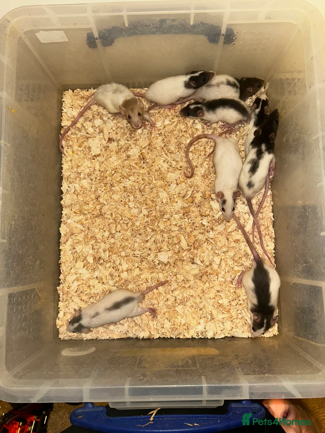 Rat rodents for sale: Fancy/dumbo rats  - Advert 1