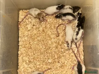 Rat rodents Fancy/dumbo rats - Advert 8