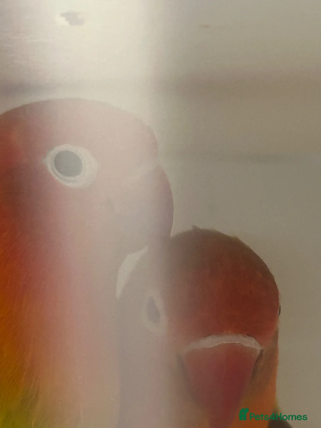 Lovebirds birds for sale: Pair of beautiful Euwing lovebirfs - Advert 6