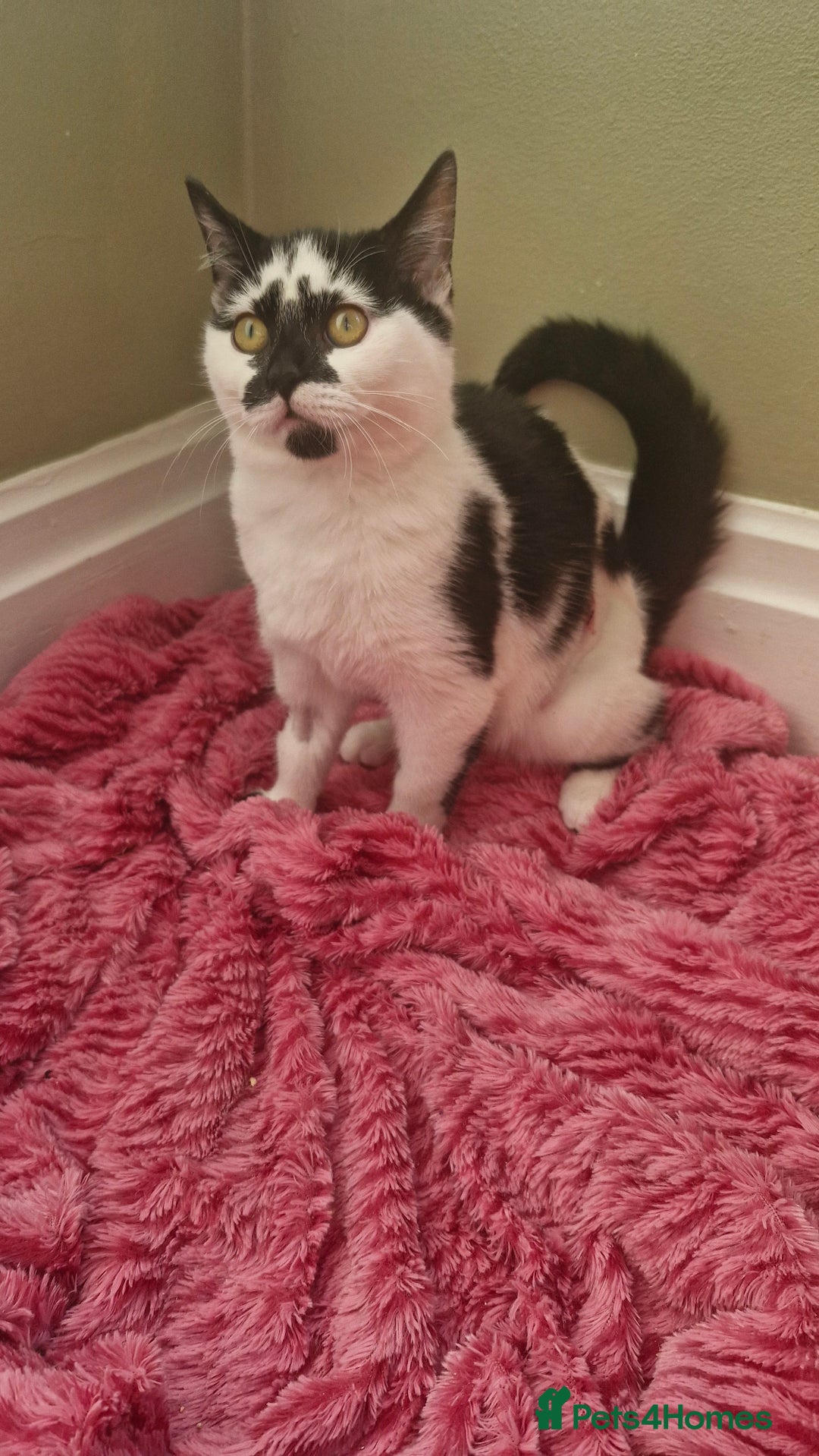 Ragdoll cats for sale: Siblings in desperate need of a good home  - Advert 2