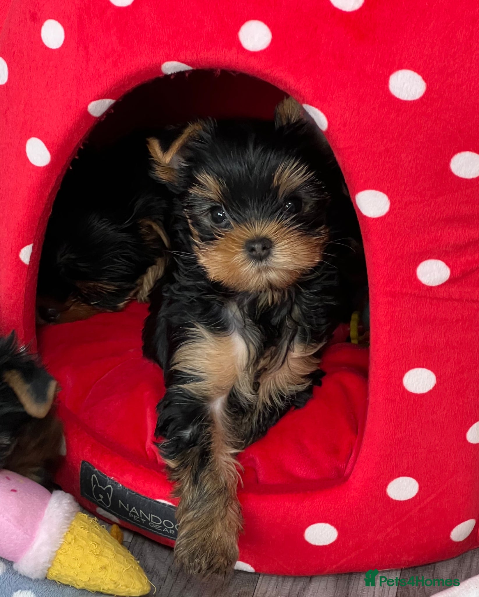 Yorkshire Terrier dogs Adorable KC reg puppies 🩵💕 - Advert 9