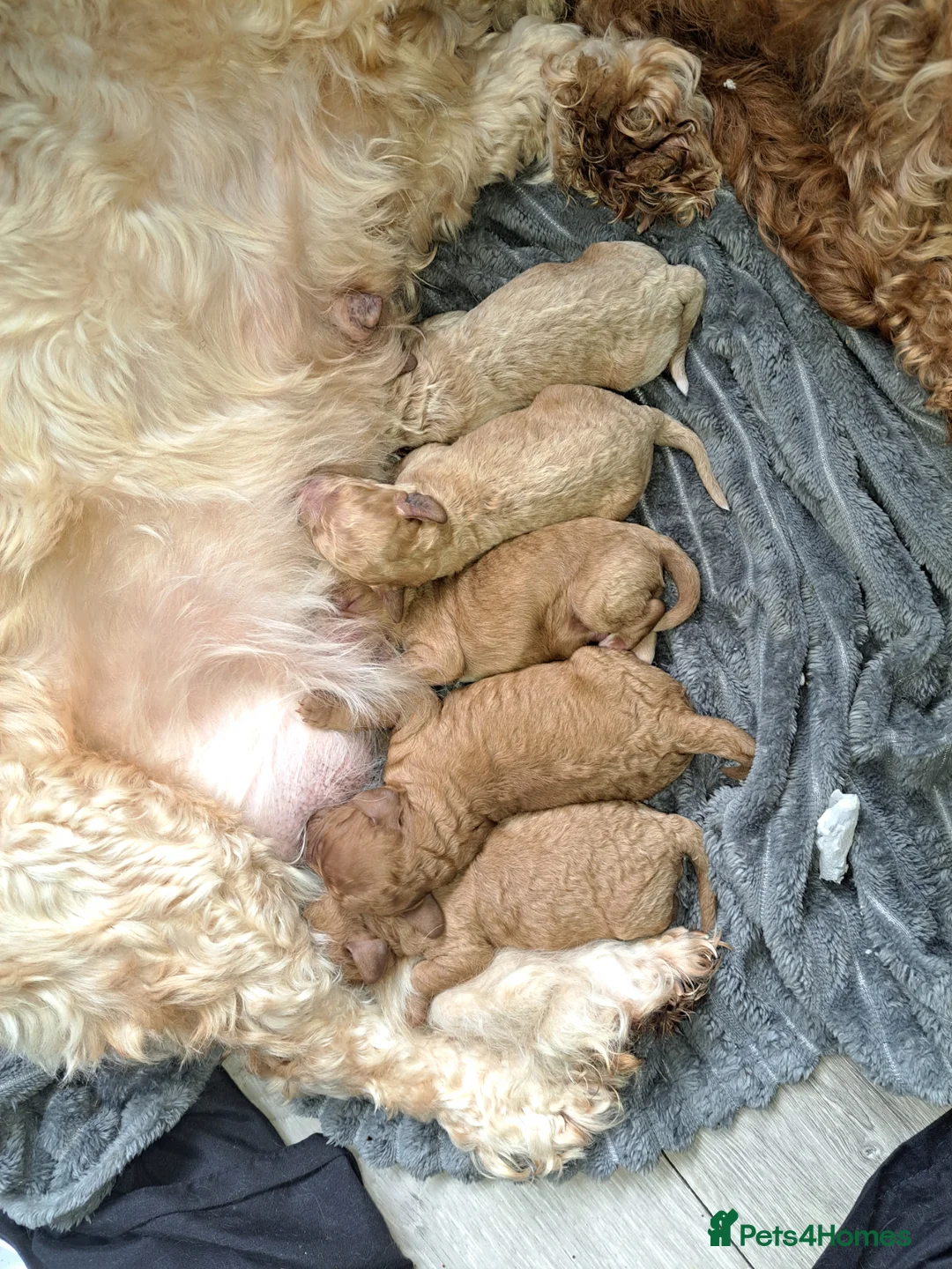 Cockapoo dogs for sale: Beautiful toy cockapoos  - Advert 2