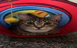 British Shorthair cats for sale: Beautiful Mum and babies looking for a new home❤️ - Image 2