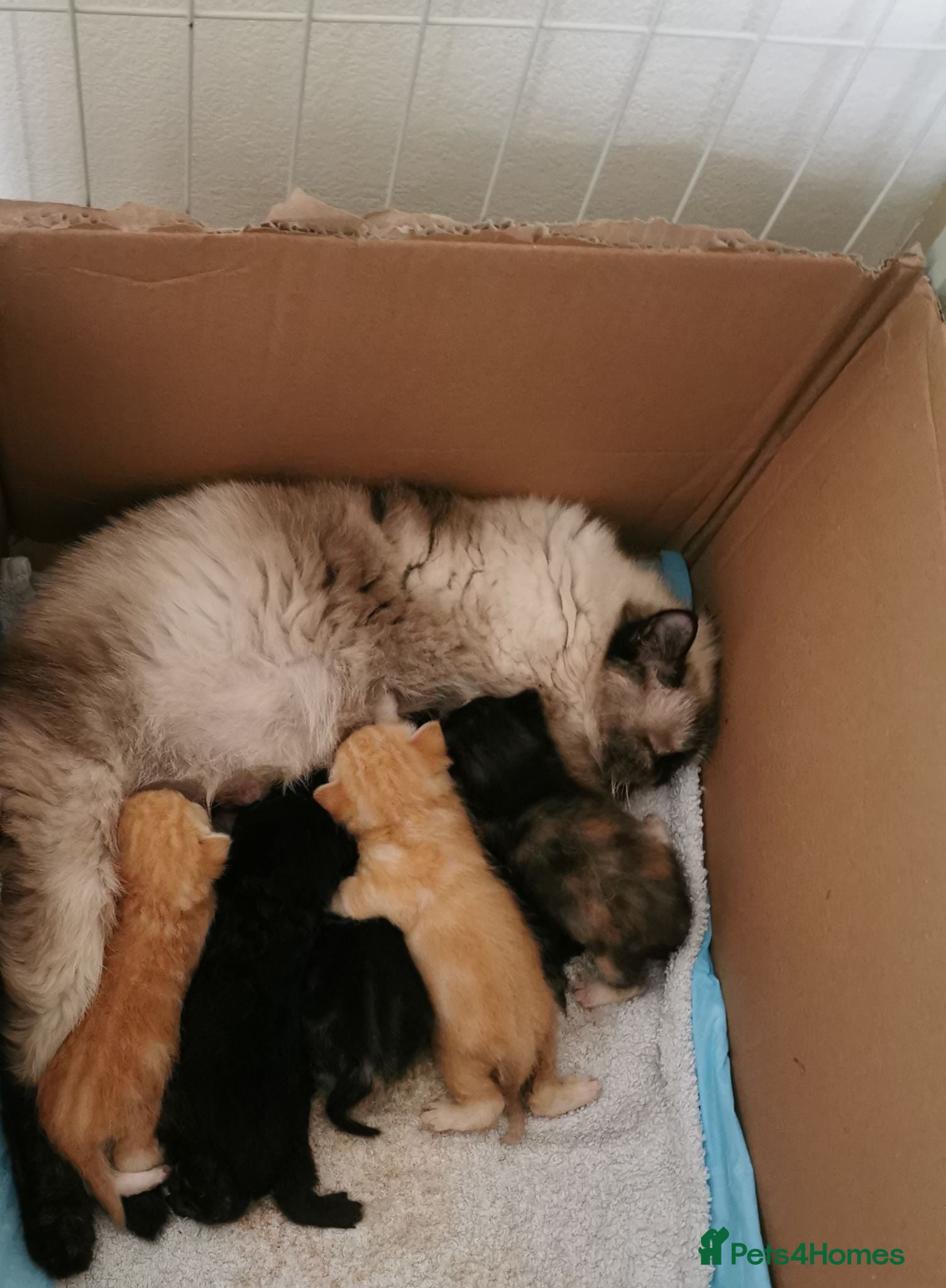 Mixed Breed cats Pedigree exotic x domestic short haired kittens  - Advert 1