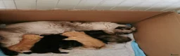 Mixed Breed cats for sale: Pedigree exotic x domestic short haired kittens  - Advert 1