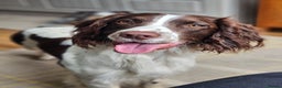 English Springer Spaniel dogs for stud: English Springer Spaniel Stud in Derby - Advert 14
