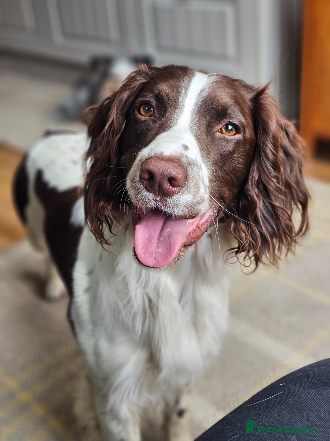English Springer Spaniel dogs for stud: English Springer Spaniel Stud in Derby - Advert 14