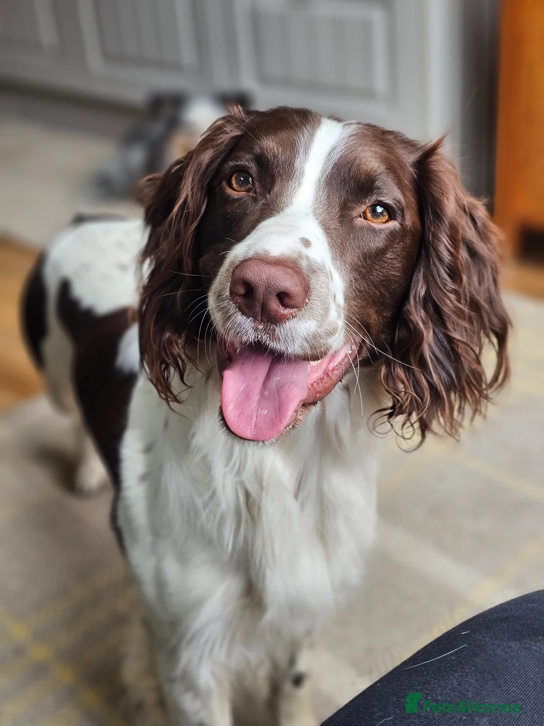 English Springer Spaniel dogs for stud: English Springer Spaniel Stud in Derby - Advert 14