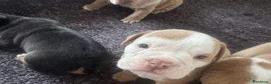 Olde English Bulldogge Puppy 2
