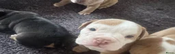 Olde English Bulldogge dogs for sale:  English Bulldog puppies in Southsea - Advert 4