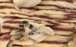Golden Retriever dogs for sale: Gorgeous golden retriever puppies for sale - Image 7