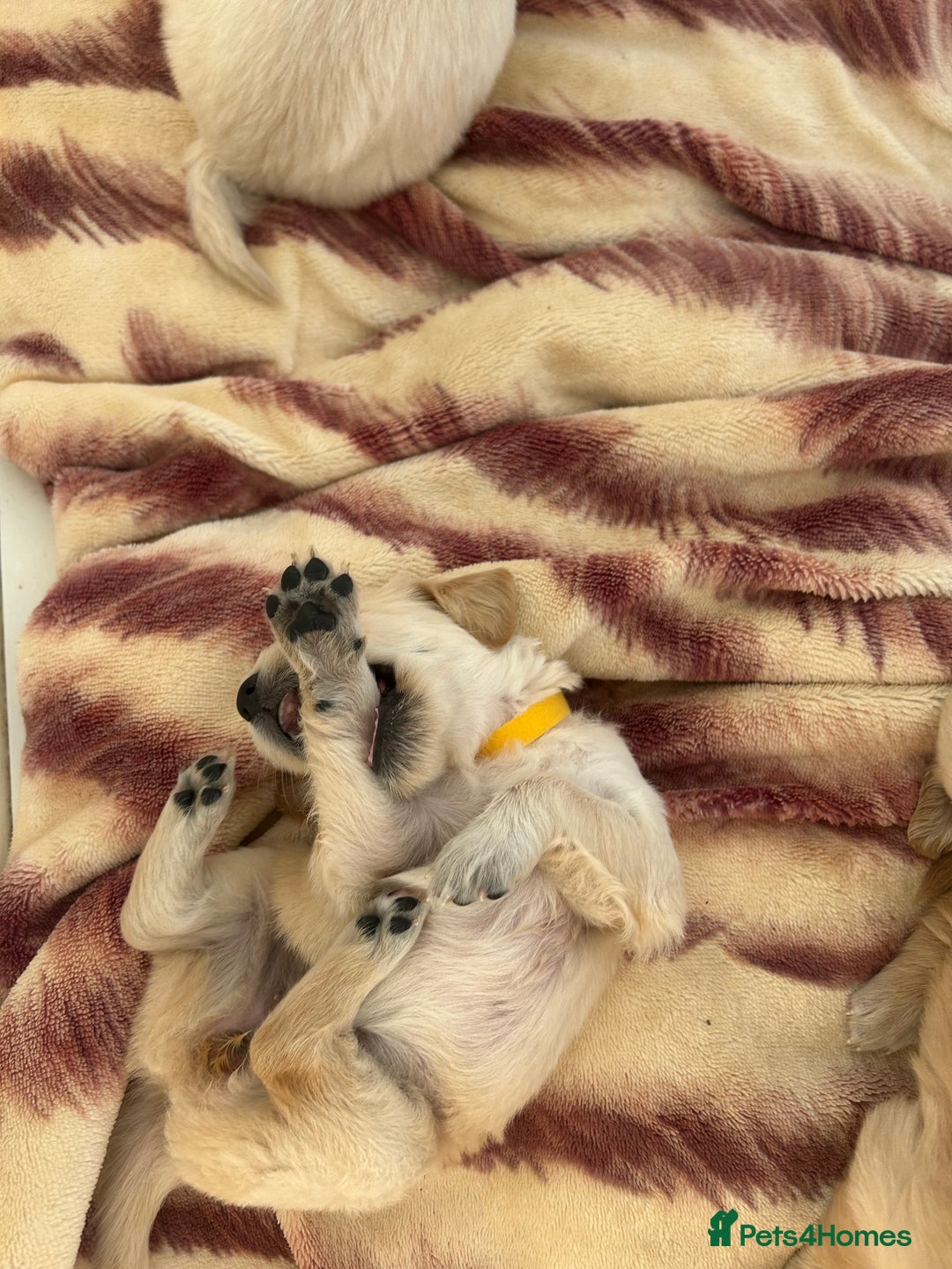 Golden Retriever dogs for sale: Gorgeous golden retriever puppies for sale - Image 7