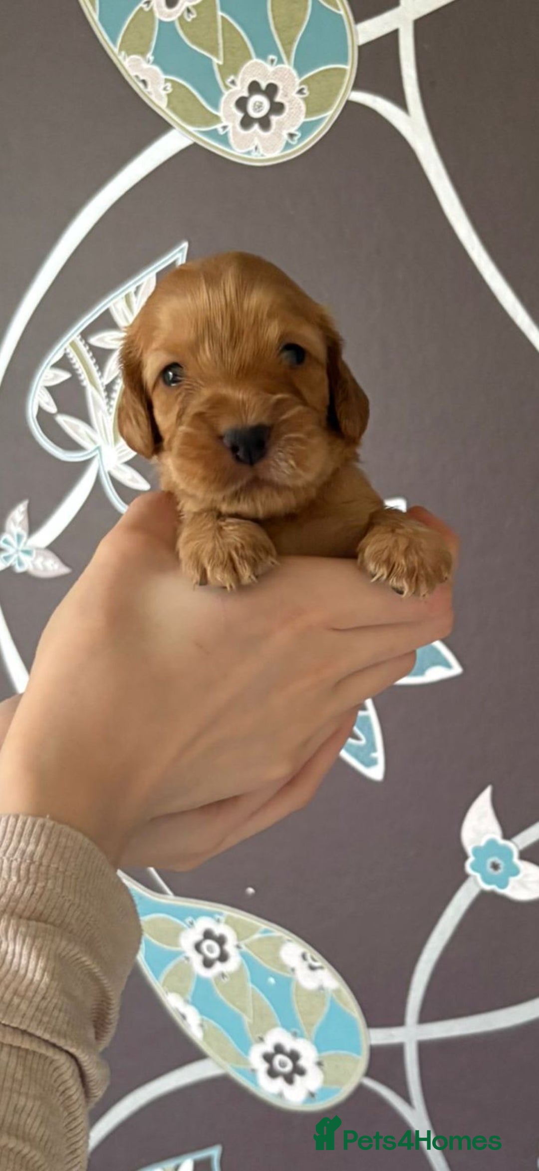Cockapoo dogs for sale: F1 RARE VILLASPANIOL CHAMPION LINE  COCKAPOOS  - Advert 20