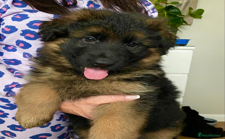 German Shepherd dogs - Advert 2