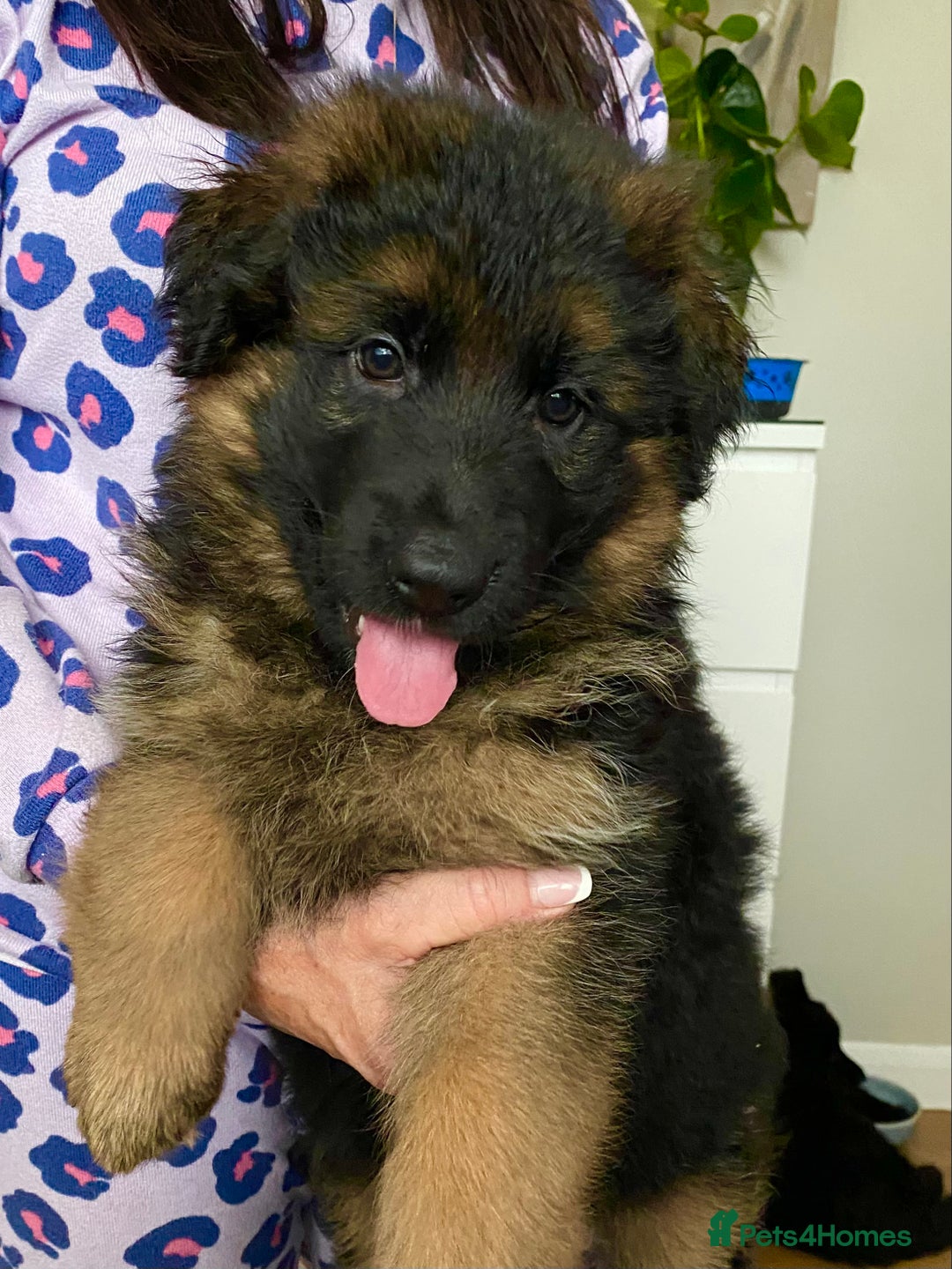 German Shepherd dogs for sale: KC REGISTERED GERMAN SHEPHERD PUPS - Image 6