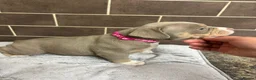 American Bully dogs for sale: POCKET BULLYS  in Orpington - Advert 3