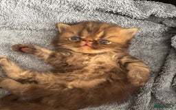 Persian cats for sale: Persian Kittens For Sale - Image 4