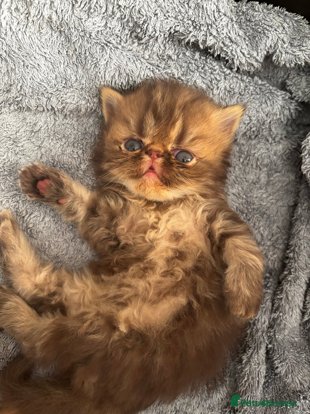 Persian cats for sale: Persian Kittens For Sale - Image 4