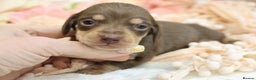 Miniature Dachshund dogs for sale: KC Miniature Dachshund Puppies - Advert 14