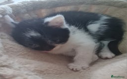 Brazilian Shorthair cats for sale: British shorthair Cross kittens - Image 6