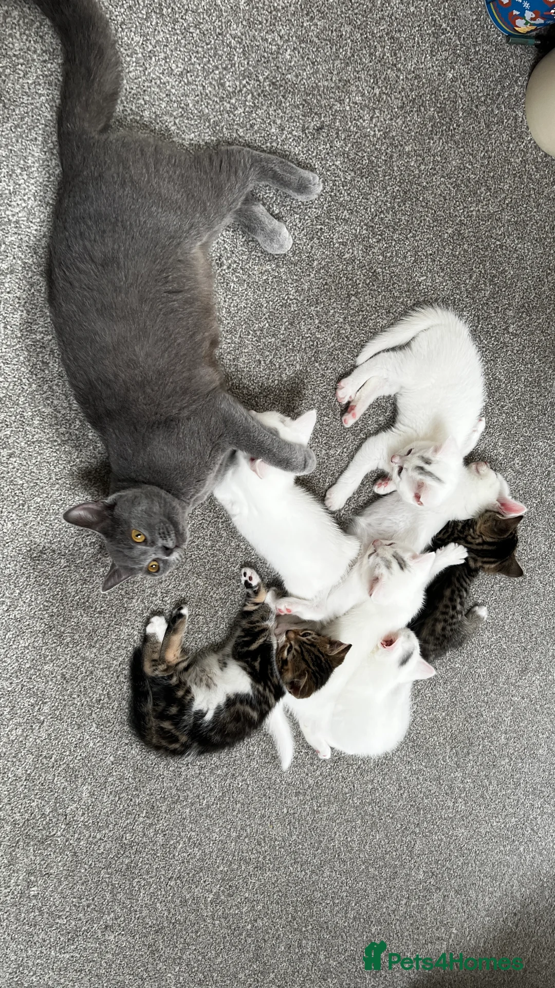 Turkish Angora cats for sale: Turkish angora kittens - Advert 5