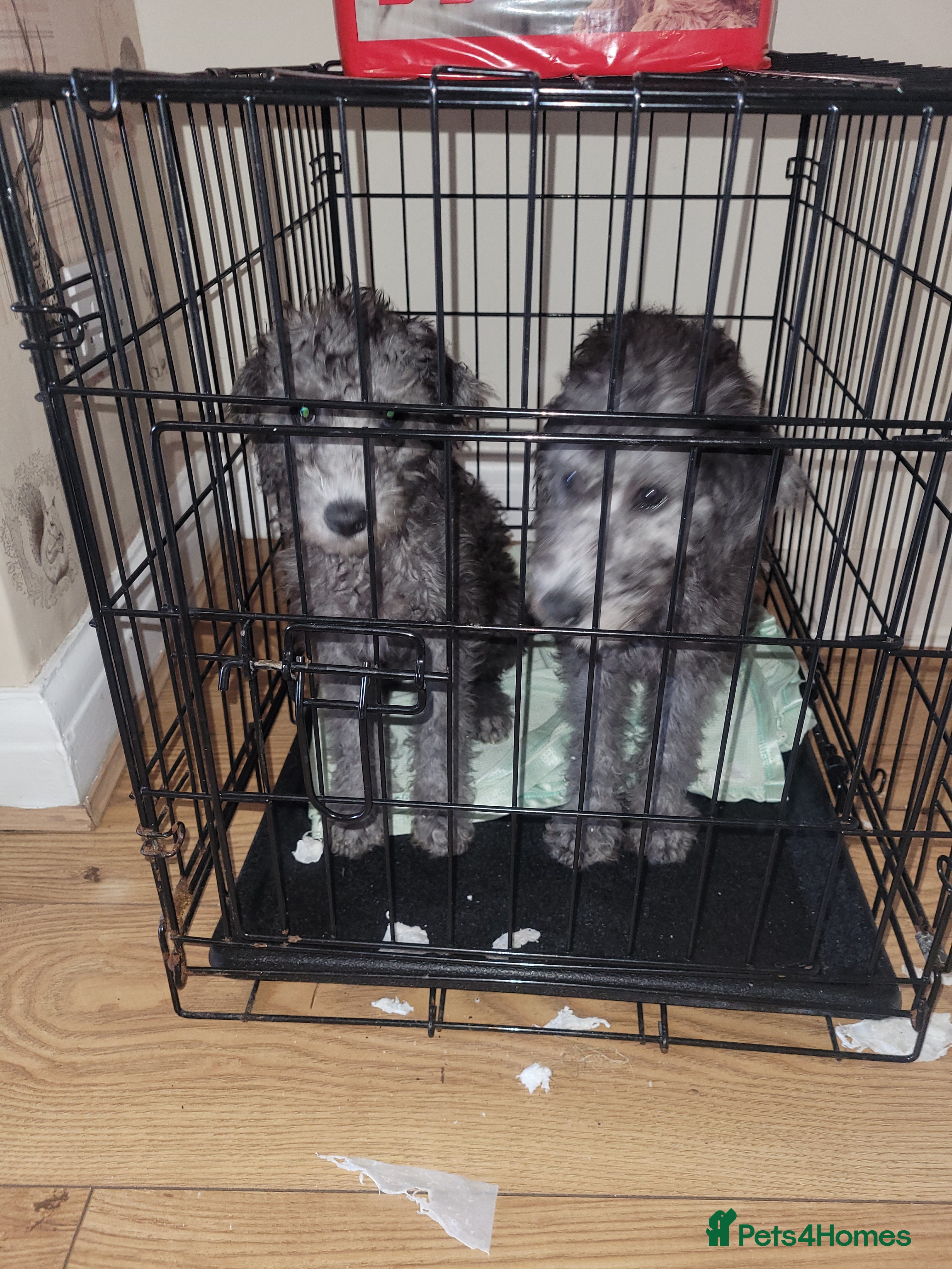 Bedlington Terrier dogs Female Beddlington Terriers - Advert 13