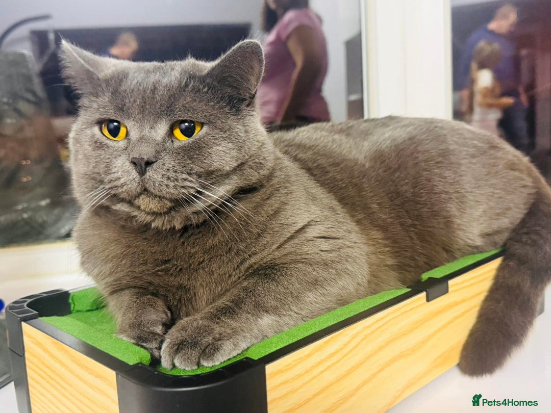 British Shorthair cats for sale: Wonderful british shorthair kitten - Advert 2