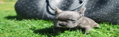 Solid blue French bulldog 