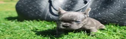 French Bulldog dogs for sale: 2 french bulldogs left £1500 - Advert 6