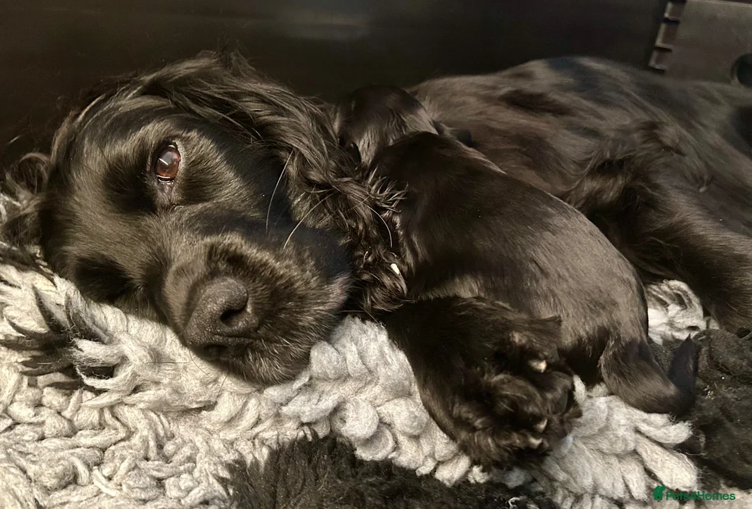 Sprocker dogs for sale: Beautiful litter of Sprocker spaniels  - Advert 2