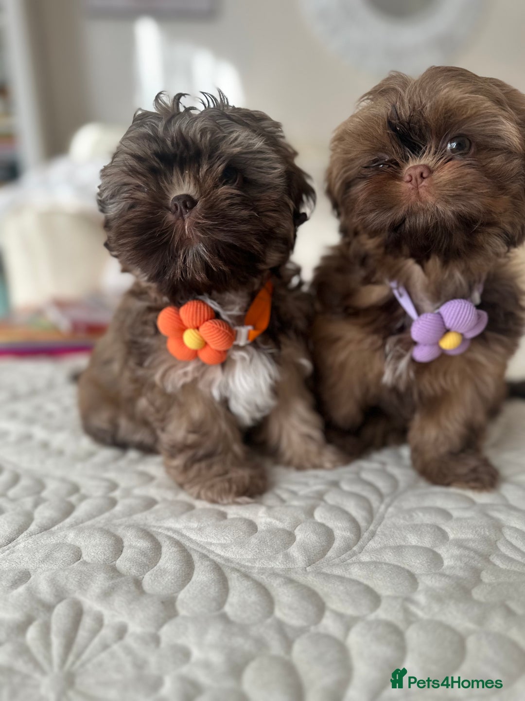 Shih Tzu dogs for sale: Stunning Karashishi Shih tzus - Advert 1