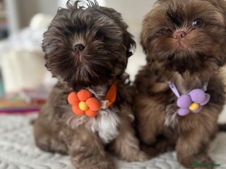 Shih Tzu dogs Stunning Karashishi Shih tzus - Advert 17