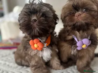 Shih Tzu dogs Stunning Karashishi Shih tzus - Advert 17
