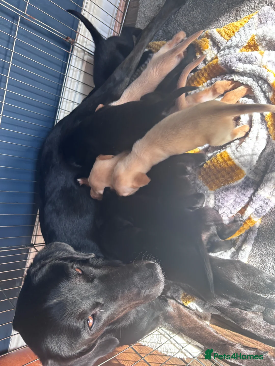 Mixed Breed dogs for sale: 5 black lab puppies waiting on forever homes - Advert 2