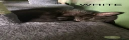 Mixed Breed cats for sale: 2 female kittens looking for loving home - Advert 22