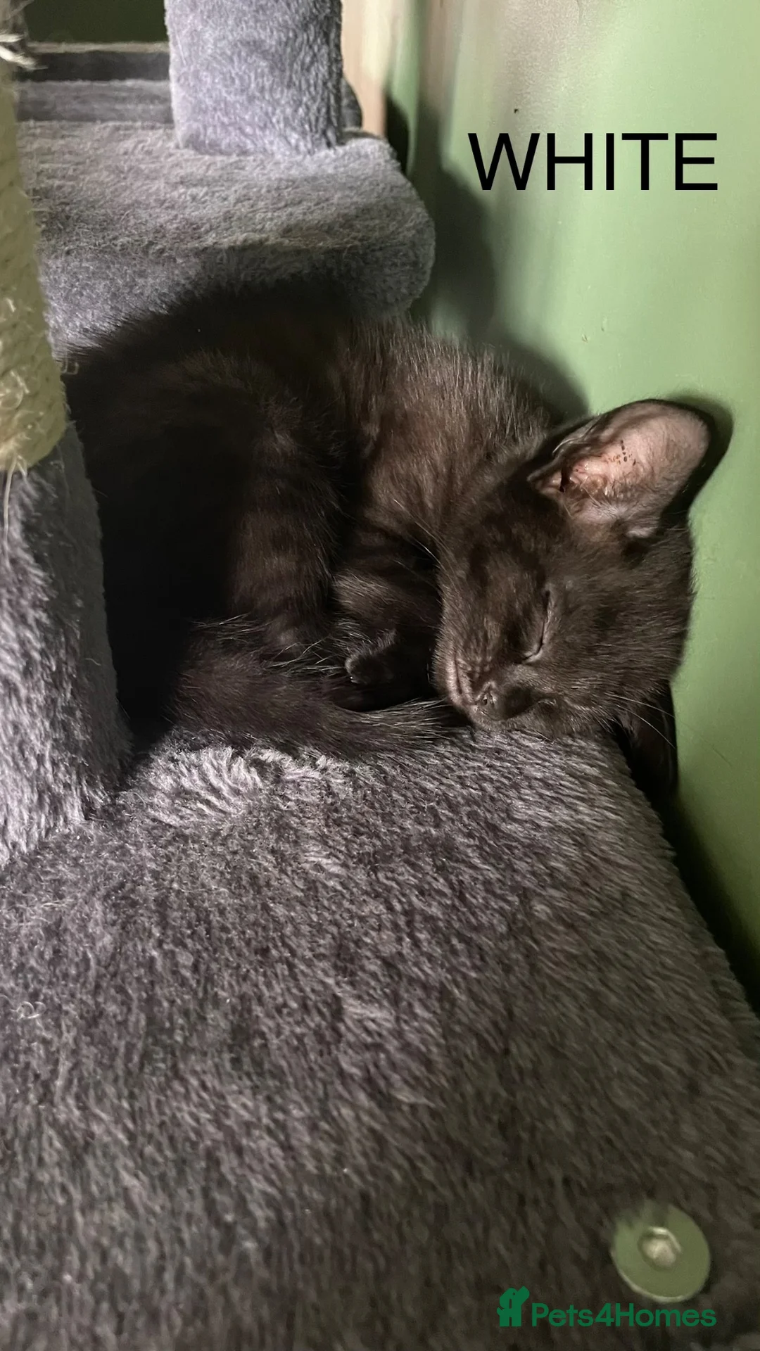 Mixed Breed cats for sale: 2 female kittens looking for loving home - Advert 22