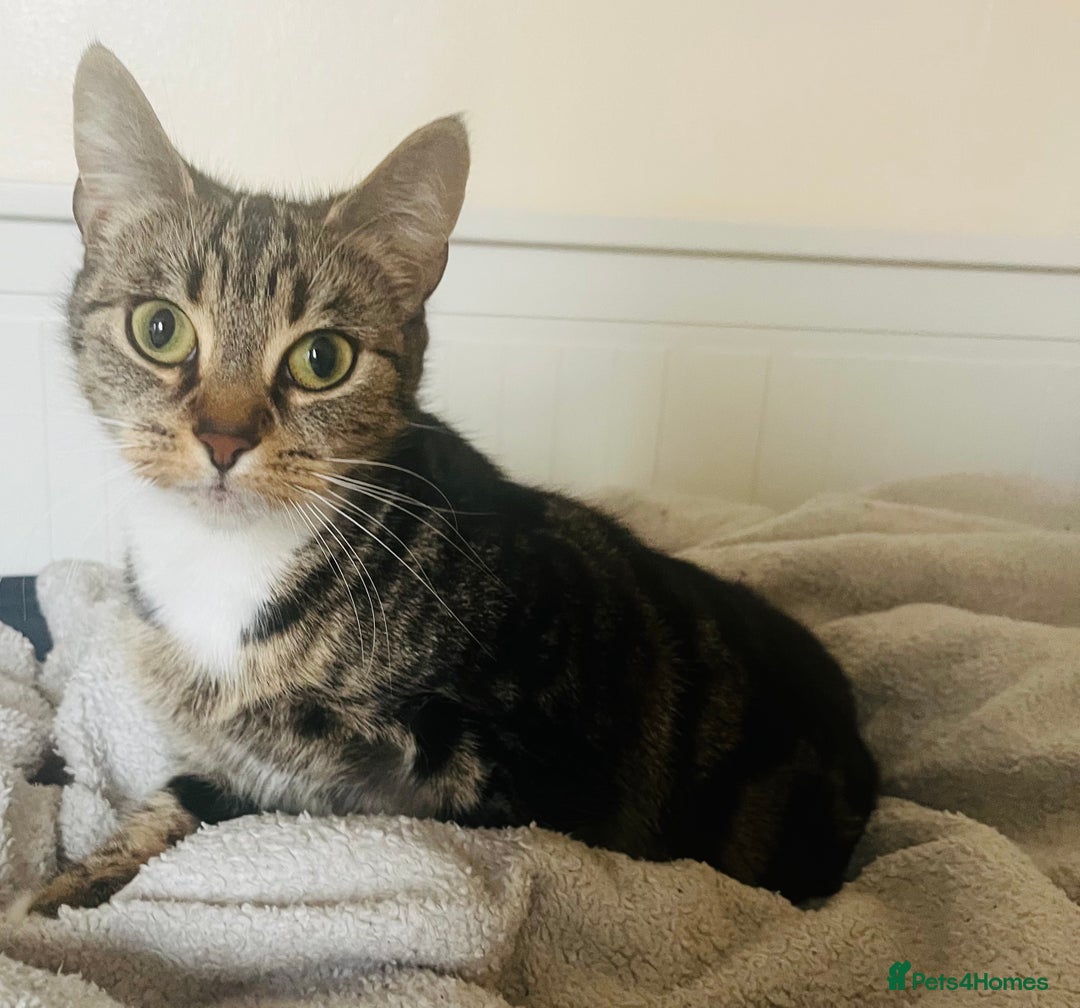 Domestic Shorthair cats for sale: Indoor Cat  in London - Image 4